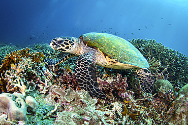 A hawksbill turtle rests on a coral reef, Raja Ampat, Indonesia.