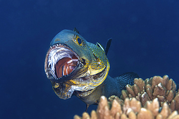 This fish is having its gills cleaned by a cleaner wrasse so it opens wide allowing the fish to come in and feed on parasites, Raja Ampat, Indonesia.