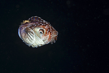 A female paper nautilus swims through the black water in search of a mate, Anilao, Philippines.