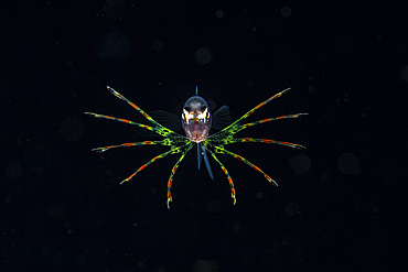 A larval lionfish floats in the open ocean as plankton, Anilao, Philippines.