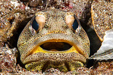 Head-on view of a giant jawfish in the Sea of Cortez.