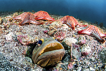 A finespotted jawfish surrounded by starfish.