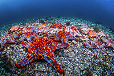 Panamic cushion stars (Pentaceraster cumingi), gather on the sea floor, Sea of Cortez.