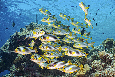 A school of sweetlip fish stacked up against a coral head, Maldives.