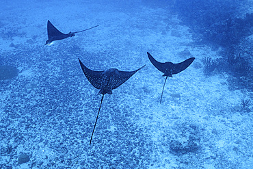 A trio of rays swim down a sandy gulch in the Indian Ocean, Maldives.