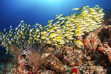 A school of yellow snapper hovers close to a coral reef, Maldives.