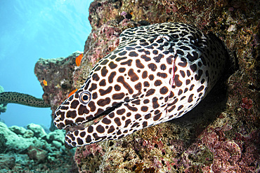 A honeycomb eel emerges from its den and appears to smile, Maldives.