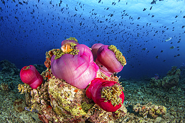 Several pink anemones cluster on top of a coral outcropping providing homes for several anemone fish, Maldives.