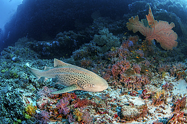 A leopard shark swims close to a coral reef, Maldives.