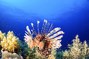 A lionfish poses on a coral reef, Red Sea.