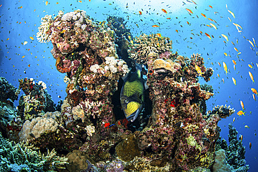 A titan triggerfish hovers in a cleaning station, Red Sea.