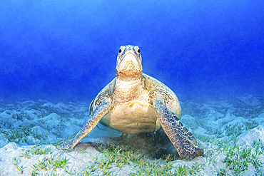 A green sea turtle pauses from eating sea grass to gaze up at its surroundings, Red Sea.