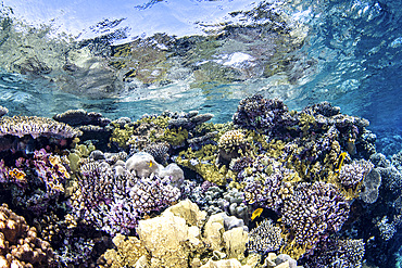 Just beneath the surface of the Red Sea lies a beautiful hard coral garden.