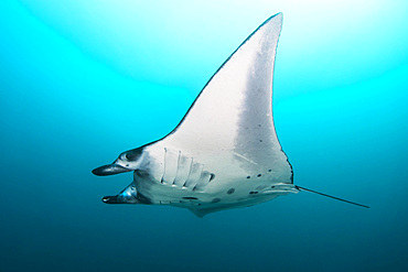 Manta ray at Manta Alley in Komodo National Park, Indonesia.