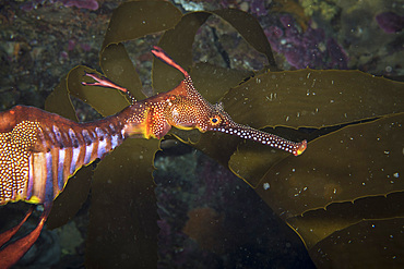 Weedy sea dragon, Tasmania, Australia.