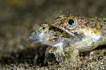 Lizardfish eating a dragonet, Anilao, Philippines.