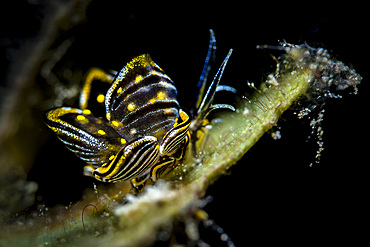 Black-lined sapsucking slug, Romblon, Philippines.