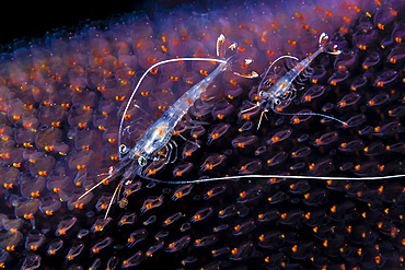 Undescribed shrimp larva on egg sack, Romblon, Philippines.