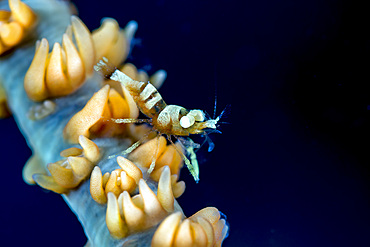 Anker's whip coral shrimp, Cebu, Philippines.