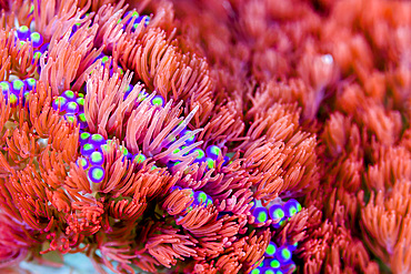 Sea anemone, Bohol Sea, Philippines.