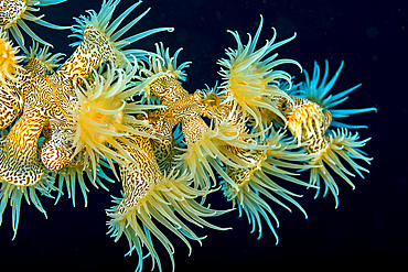 Beautiful tiger anemone colony, Bohol Sea, Philippines.