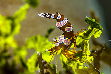 Squat shrimp, Milne Bay, Papua New Guinea.