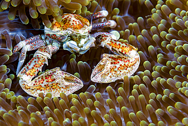 Spotted porcelain crab, New Ireland, Papua New Guinea.