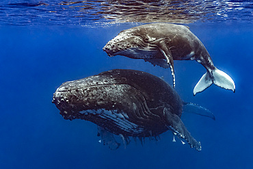 Humpback whale (Megaptera novaeangliae) mother and her calf.