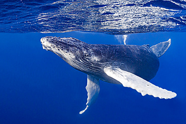 Humpback whale (Megaptera novaeangliae) calf playing at the surface.