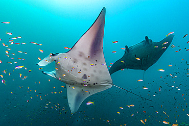 Two oceanic manta rays (Mobula birostris) coming in to a cleaning station, Maldives.