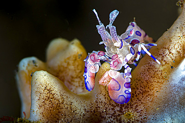 Harlequin shrimp (Hymenocera elegans), Tulamben, Bali, Indonesia.