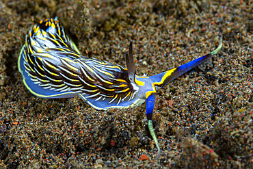 Cerberilla nudibranch, Tulamben, Bali, Indonesia.