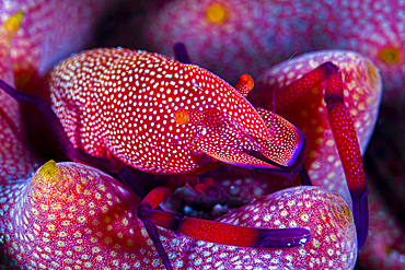 Emperor shrimp (Periclimenes imperator) on a sea cucumber, Anilao, Philippines.