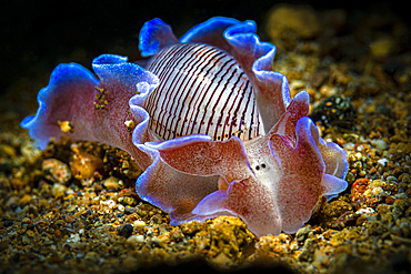 A beautiful bubble shell nudibranch (Hydatina physis), Anilao, Philippines.