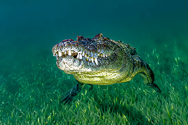 Saltwater crocodile of Cuba.