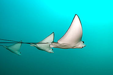 A group of eagle rays (Myliobatidae) swimming in the Maldives.