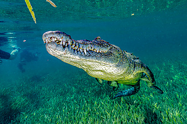 Saltwater crocodile of Cuba.