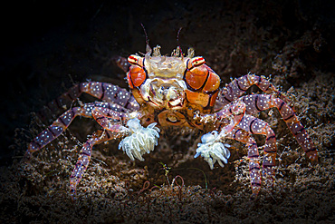 Mosaic boxer crab (Lybia tessellata) with anemone pom-poms, Tulamben, Bali, Indonesia.