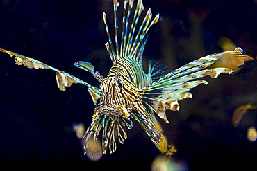 Common lionfish (Pterois miles) surrounded by snack food.