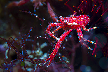 Lined squat lobster (Raymunida lineata), Anilao, Philippines.