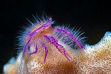 A hairy squat lobster (Lauriea siagiani), Anilao, Philippines.