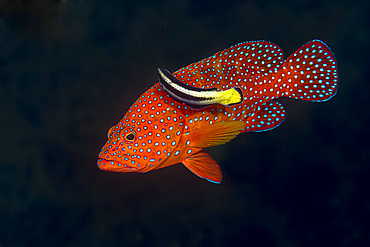 A longspine grouper (Epinephelus longispinis) being cleaned by a cleaner wrasse (Labroides dimidiatus).