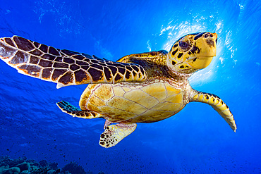 Hawksbill sea turtle (Eretmochelys imbricata) swimming in the Red Sea.