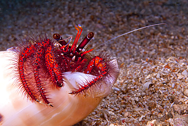 Hermit crab (Paguroidea) in sea shell, Puerto Galera, Philippines.