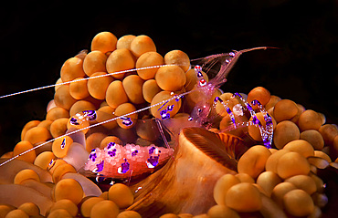 Pederson cleaner shrimp (Ancylomenes pedersoni) with eggs on a sea anemone, Puerto Galera, Philippines.