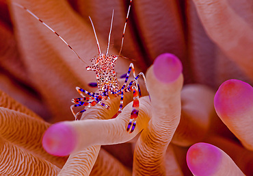 Spotted cleaner shrimp (Periclimenes yucatanicus) sits on its host sea anemone (Actiniaria), Bonaire, Caribbean Netherlands.