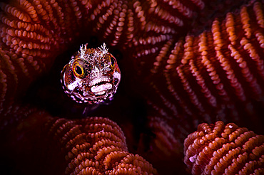 Spinyhead blenny (Acanthemblemaria spinosa) peeks out of its stony coral (Scleractinia) burrow, Bonaire, Caribbean Netherlands.