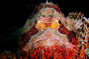 Colorful scorpionfish (Scorpaenidae), Komodo National Park in Indonesia.