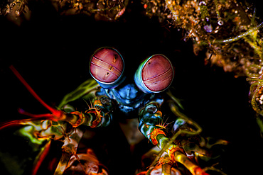 Mantis shrimp (Stomatopoda) sitting in its burrow, Puerto Galera, Philippines.