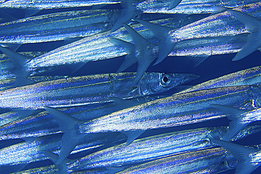 Close-up abstract of schooling barracudas (Sphyraena) in Wakatobi, Indonesia.